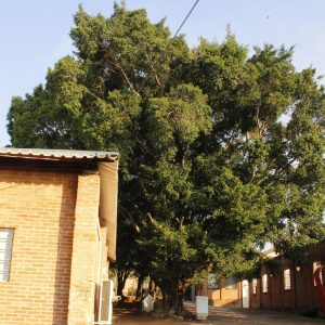 Itinerancia-ruspoli-2019-00052